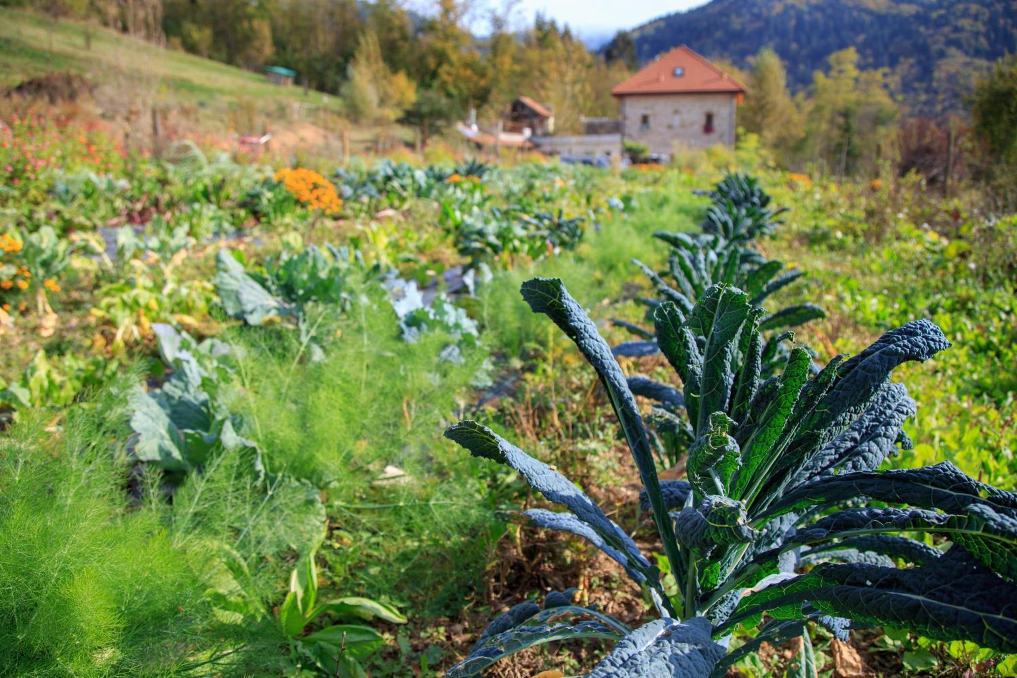 Agriturismo Fattoria Ortoalpino Trichiana Kültér fotó